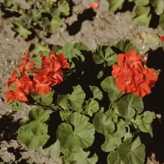thumbnail for publication: Pelargonium x hortorum Geranium